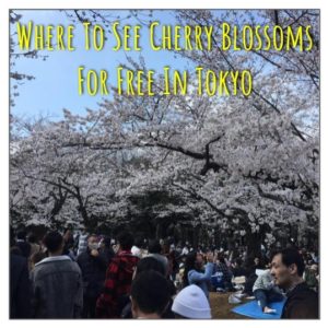 Where To See Cherry Blossoms For Free In Tokyo