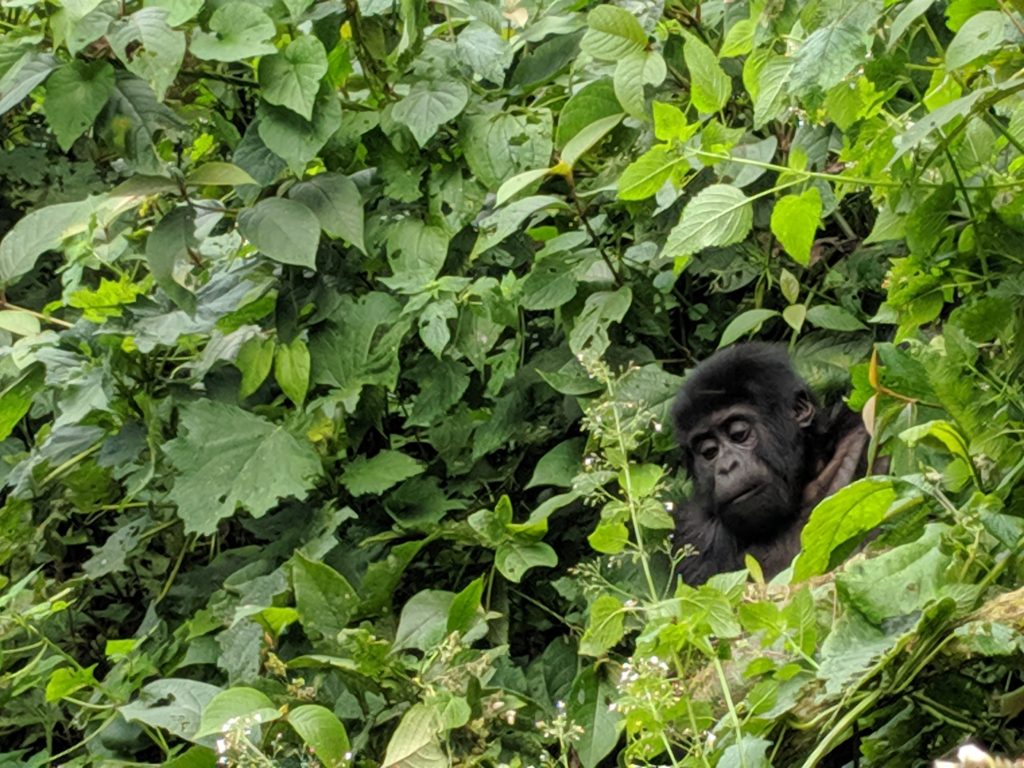 Wild baby mountain gorilla in Uganda