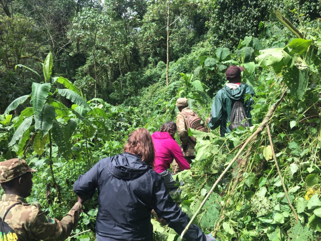 Hiking in Uganda forest to see Gorillas