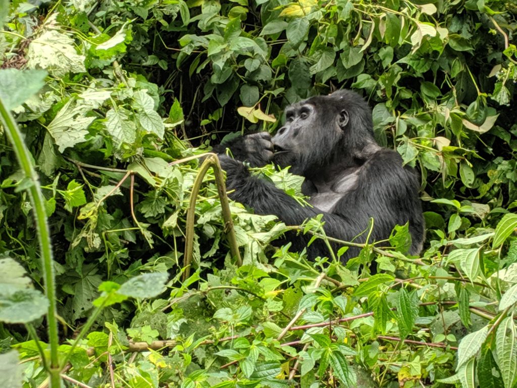 Wild mountain gorilla in Uganda