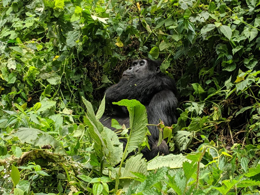 Wild mountain gorilla Uganda