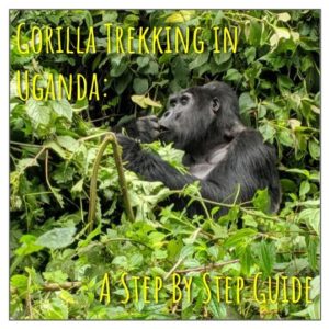 Gorilla Trekking in Uganda: A Step By Step Guide
