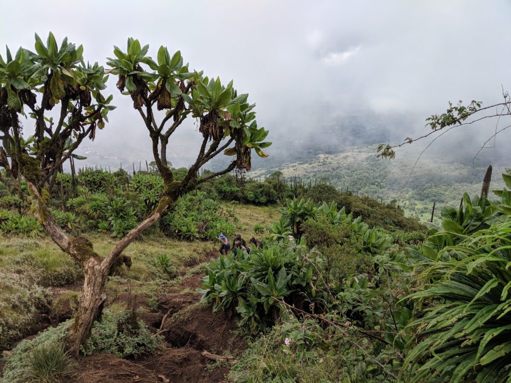 Mt Bisoke Rwanda view