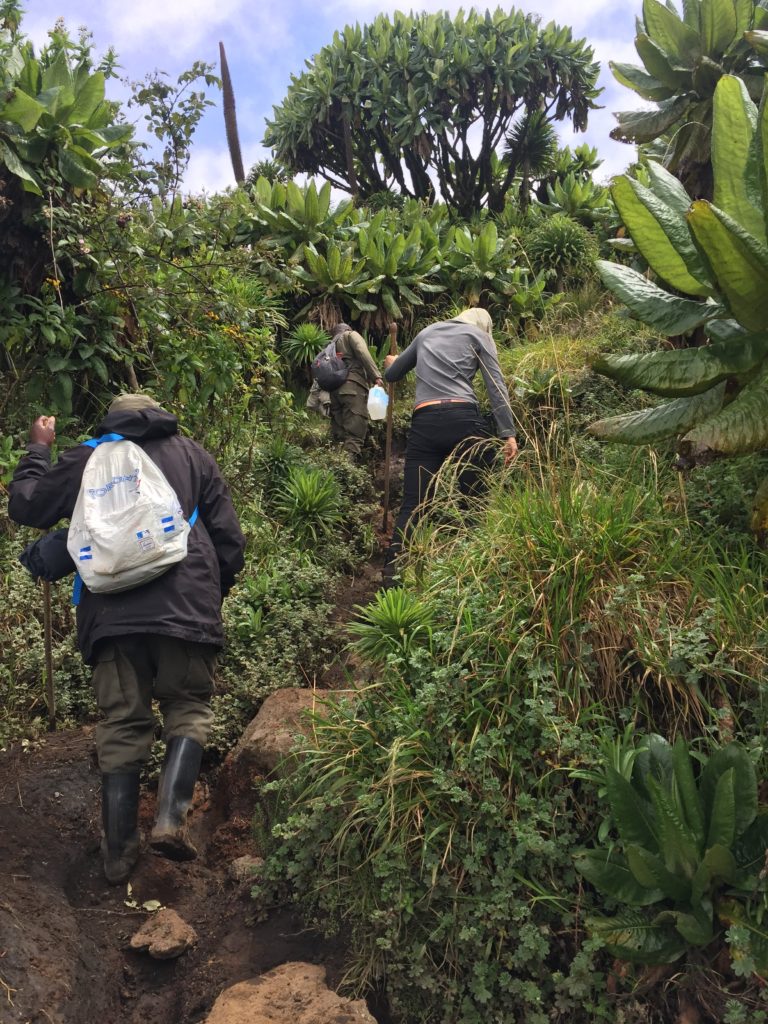 Porters on Mt Bisoke Hike Rwanda