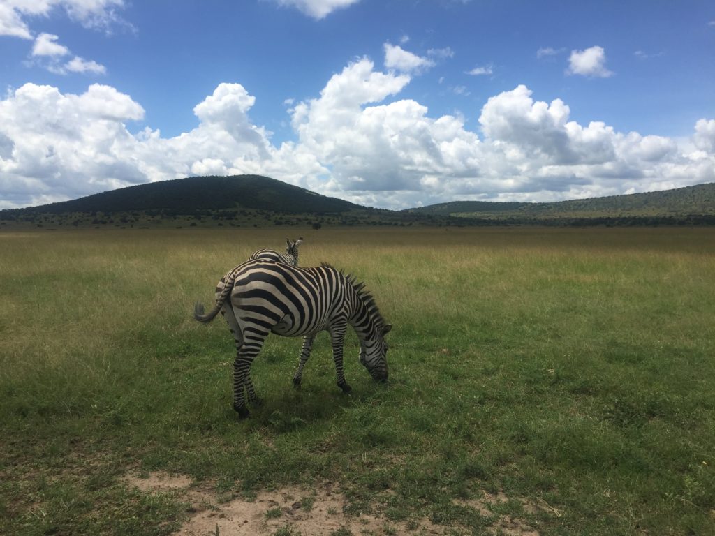 Zebras in Akagera National Park Rwanda