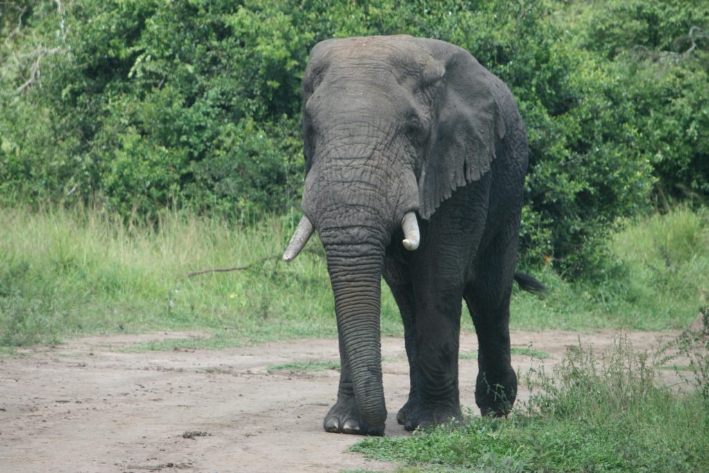 Elephant in Akagera National Park Rwanda