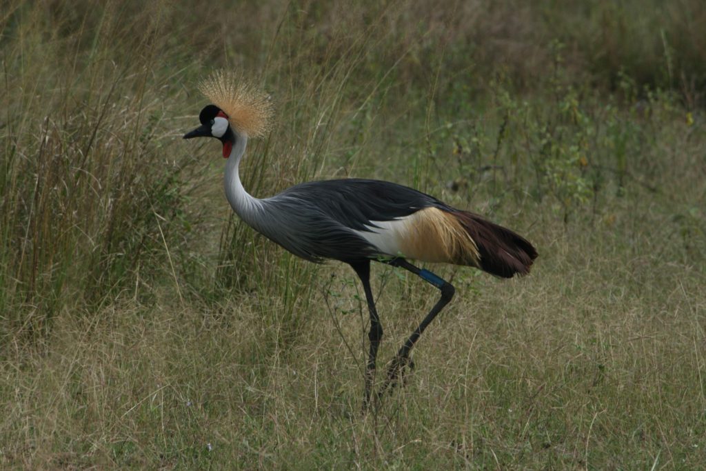 Grey crowned crane Akagera National Park