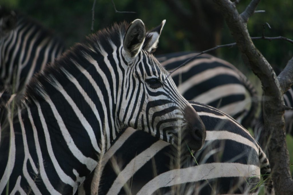 Zebra Akagera National Park