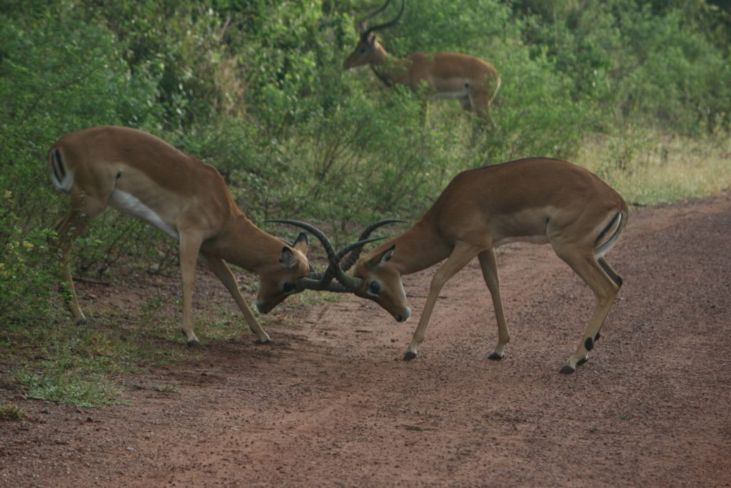 Impalas fighting Akagera National Park