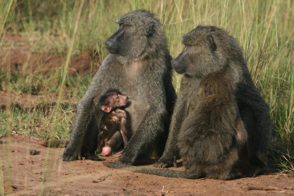 Monkey Akagera National Park