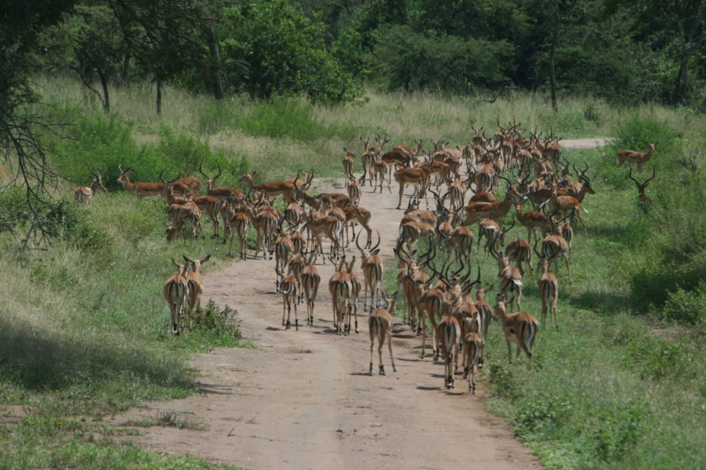 Impalas in Akagera National Park