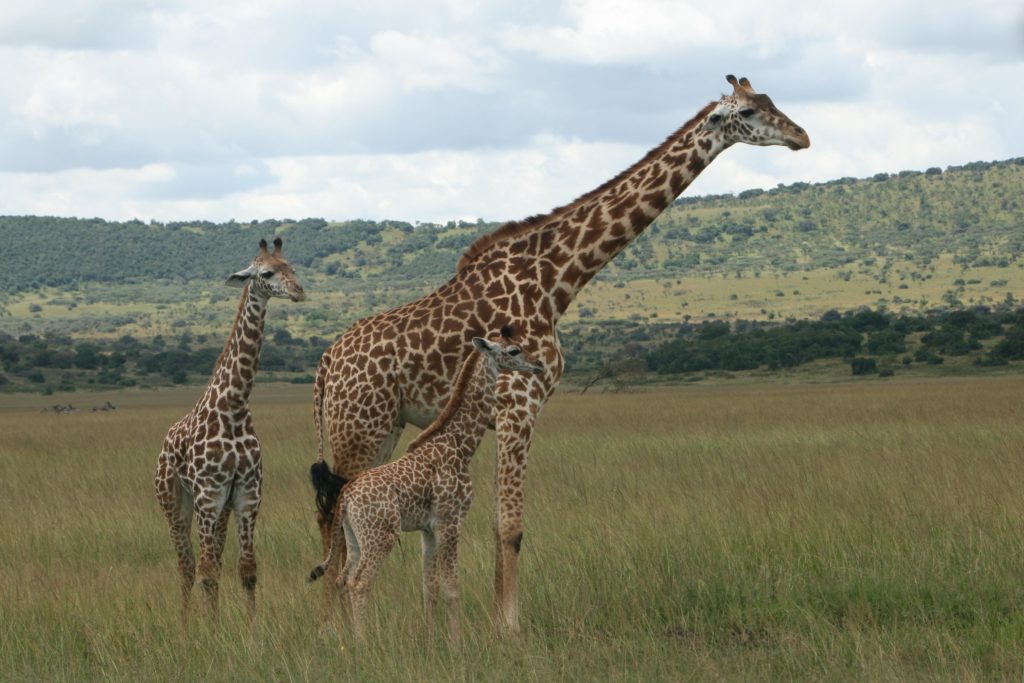 Giraffe Akagera National Park