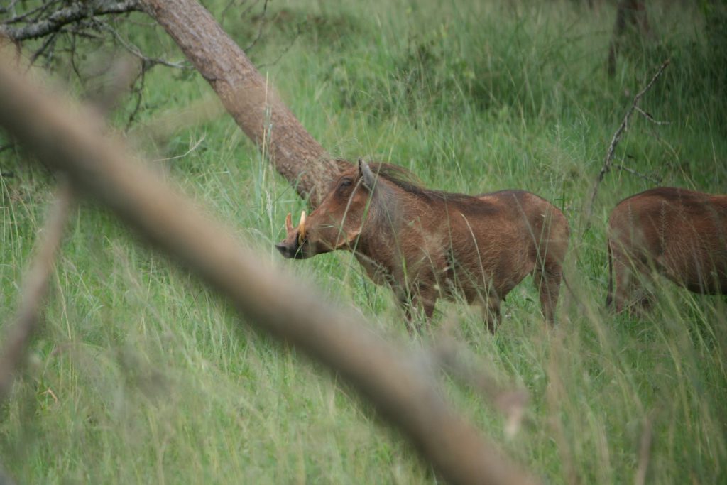 Warthog Akagera National Park