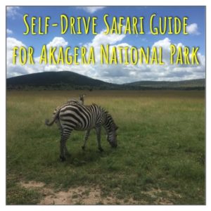 Self-Drive Safari Guide For Akagera National Park